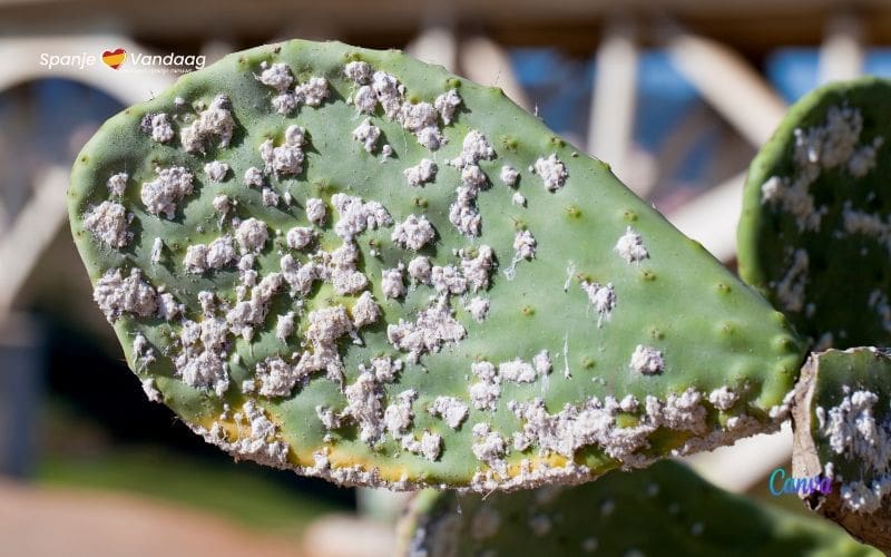 Cap de Creus natuurpark strijdt met parasieten tegen de invasieve vijgcatus
