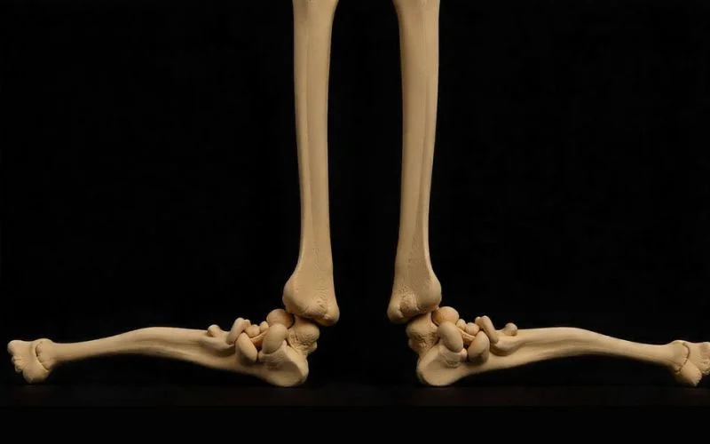 ‘Individu 16’: het skelet dat bewijst dat er 1500 jaar geleden al empathie en zorg in Spanje bestond