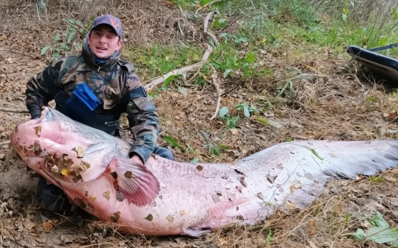 Argentijnse visser vangt gigantische meerval van 2,44 meter in de Ebro-rivier bij Zaragoza