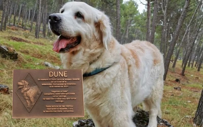 Universiteit van Andalusië eert Dune, de eerste therapiehond die lesgaf