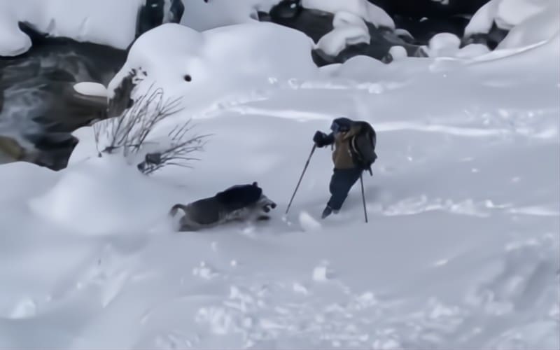 Skiër aangevallen door een wild zwijn tijdens offpiste skiën in de Spaanse Pyreneeën