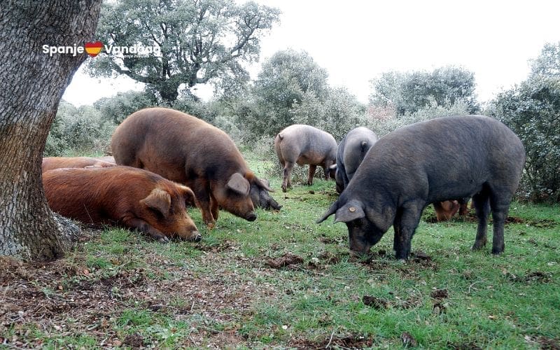 De Spaanse Jamón ibérico 100% de bellota wordt steeds exclusiever door recordprijzen