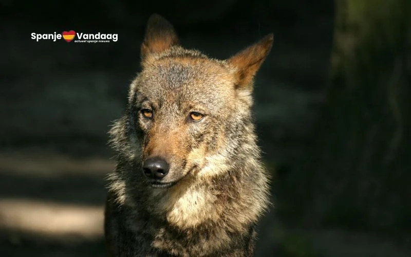 Spanje blijft de bescherming van de Iberische wolf handhaven ondanks versoepeling door de EU
