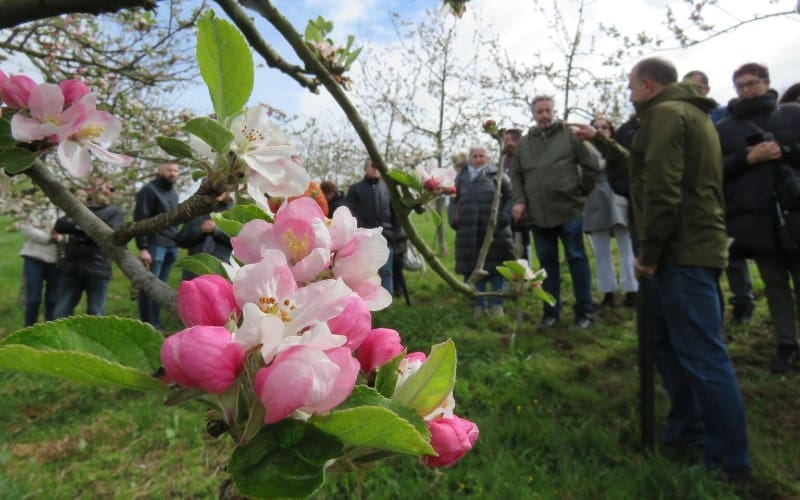 Het toerisme van bloeiende velden en bomen in Spanje groeit snel in populariteit