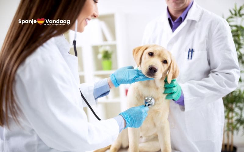 Belastingaftrek voor dierenartskosten vanwege nieuwe dierenwelzijnswet in Spanje
