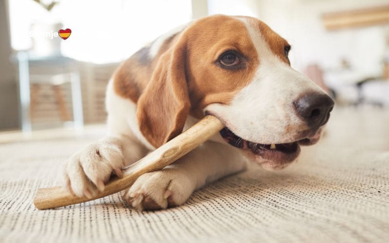 Waarschuwing vanwege giftige kauwbotten met dode en zieke honden tot gevolg in Nederland