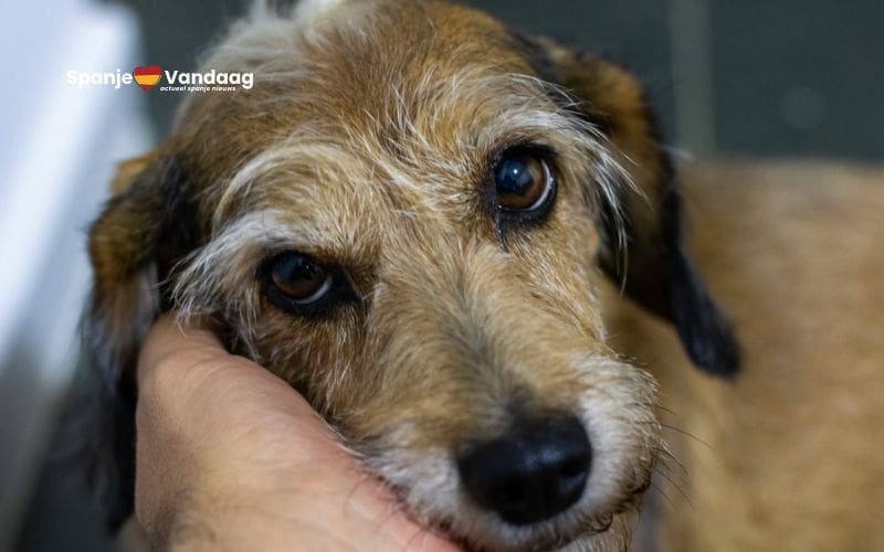 Januari is de trieste maand van dierenverwaarlozing in Spanje