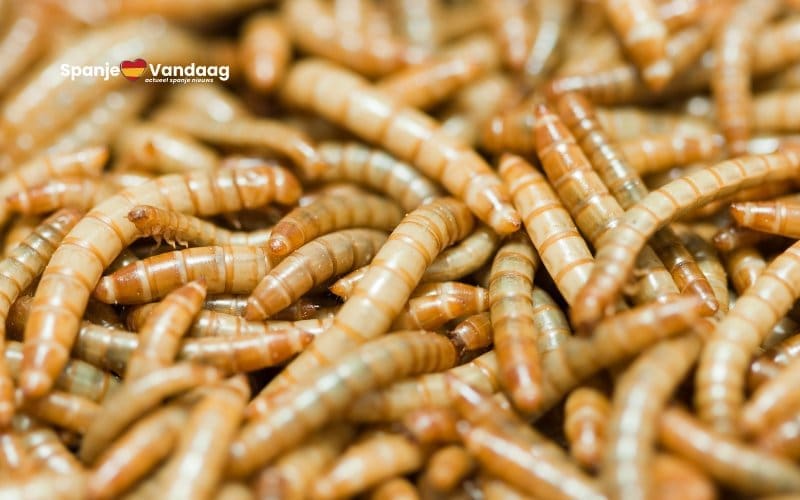 Bouw grootste insectenfabriek ter wereld gestart in Spanje