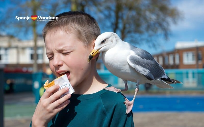 Meeuw valt jongen aan op schoolplein in Gijón om tussendoortje te stelen