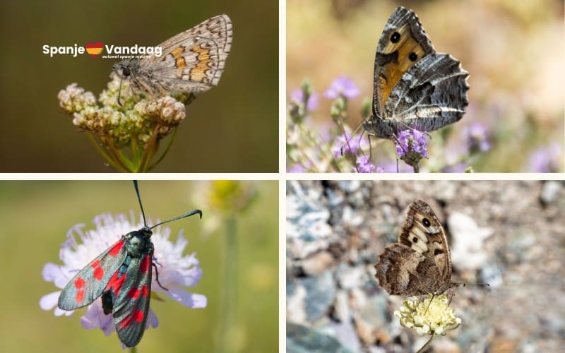 Verkiezing van de “Vlinder van het Jaar 2025” in Spanje