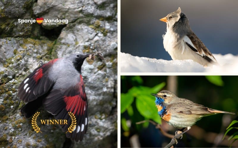 Rotskruiper of “treparriscos” uitgeroepen tot Vogel van het Jaar 2025 in Spanje