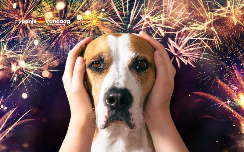 Hond in Cádiz gered na val in zee door schrik voor vuurwerk op kerstavond