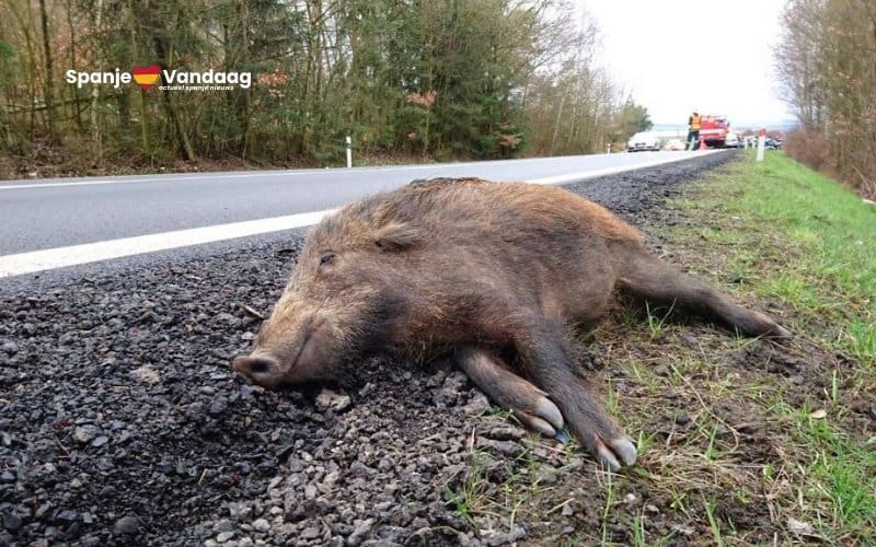 Miljoenen dieren slachtoffer van verkeer op Spaanse wegen