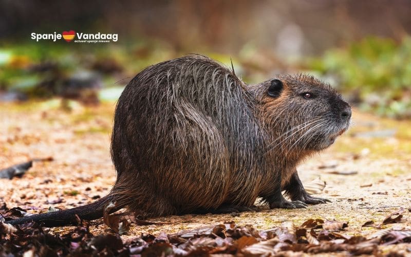 De beverrat is een invasieve soort die zich snel verspreidt en in aantallen toeneemt in Catalonië