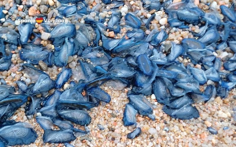 Blauwe zeedieren overspoelen stranden van Lloret de Mar en andere kustplaatsen aan de Costa Brava