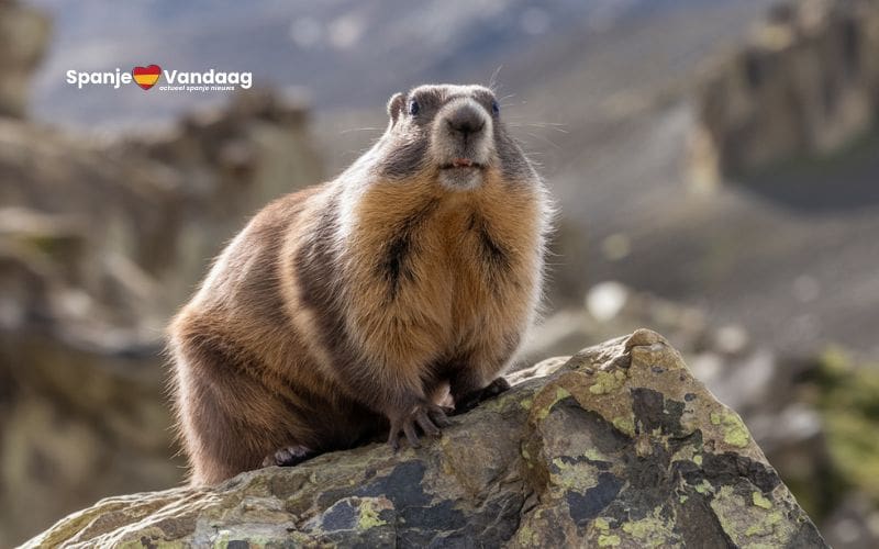 Groundhog Day op 2 februari: De Amerikaanse traditie en de Spaanse marmot
