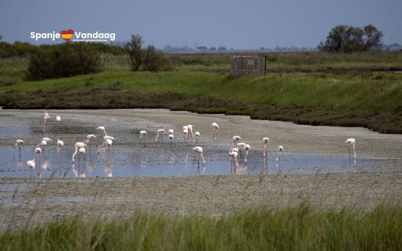 Nationaal Park Doñana kampt met historisch laag aantal overwinterende watervogels en drooggevallen lagunes