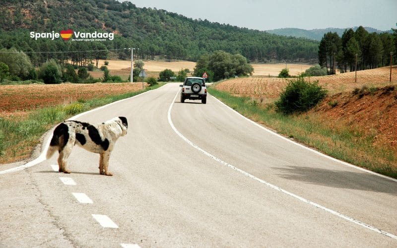 Leer de 13 gevaarlijkste wegen in Spanje kennen