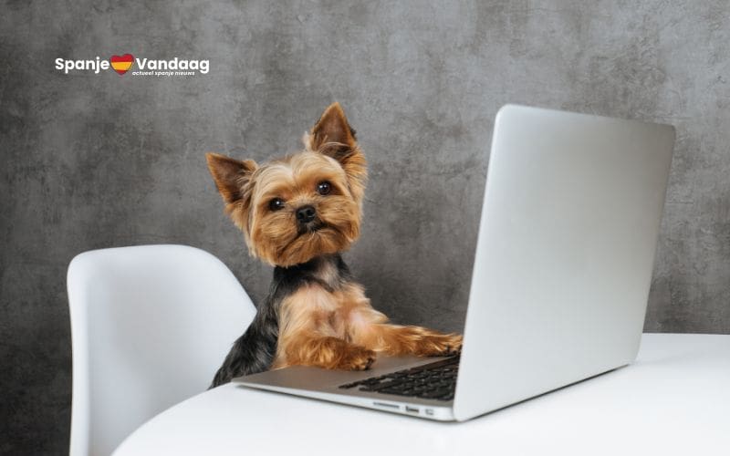 Stand van zaken over verplichte cursus en verzekering voor hondenbezitters in Spanje