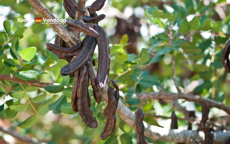 Dieven stelen 150 johannesbroodbomen van boer in Tarragona