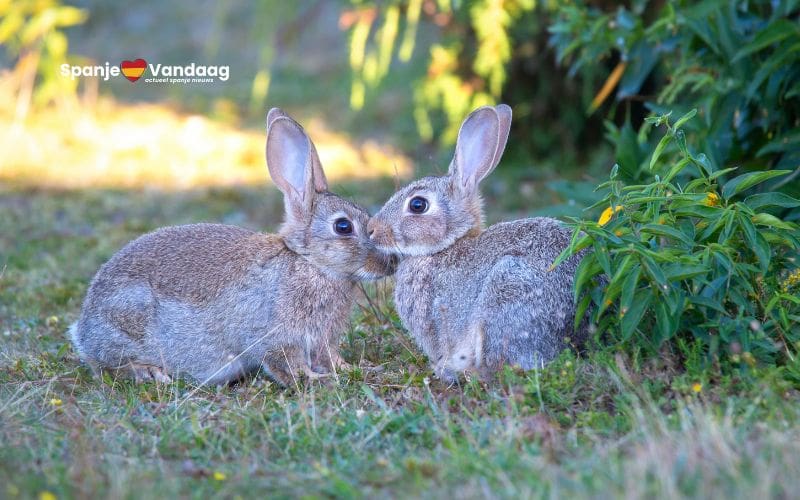 Murcia neemt noodmaatregelen tegen konijnenplaag die landbouw bedreigt