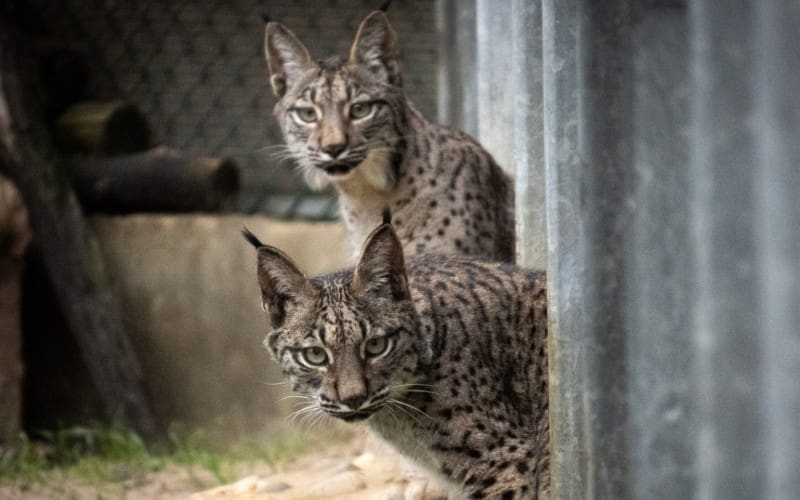 Iberische lynx keert na 50 jaar terug in de regio Castilië en León