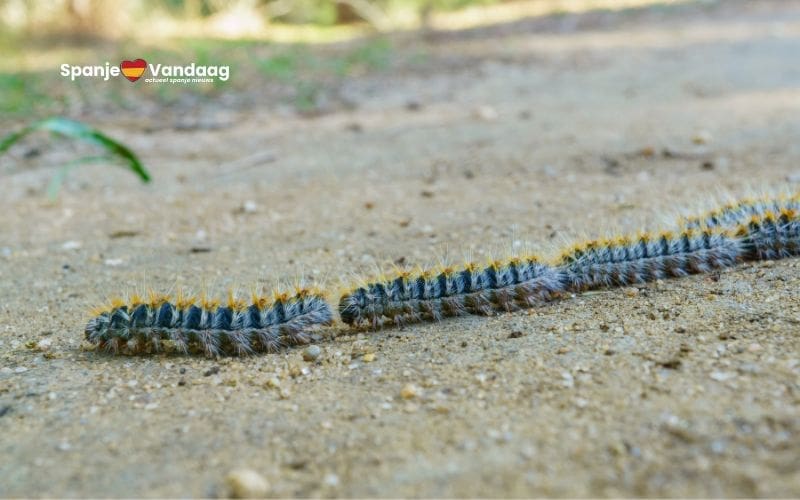 Vroege opkomst van processierupsen in de provincie Málaga baart zorgen