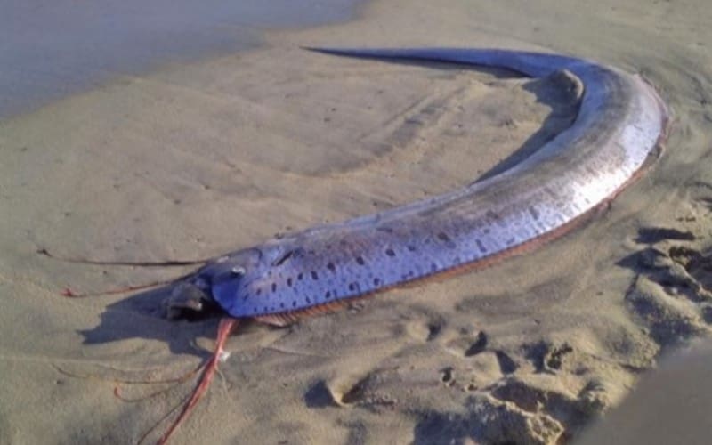 Zeldzame verschijning van ‘eind-van-de-wereld-vis’ niet op Lanzarote maar in Mexico
