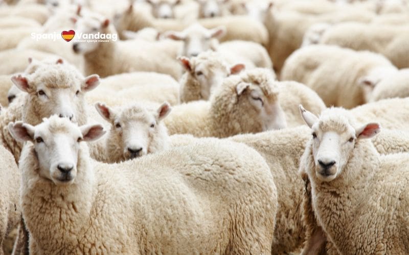 Voormalige werknemer steelt meer dan 260 schapen van boerderij in Extremadura