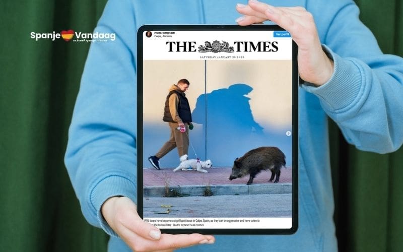 Britse media waarschuwen voor ‘agressieve’ wilde zwijnen in Calpe