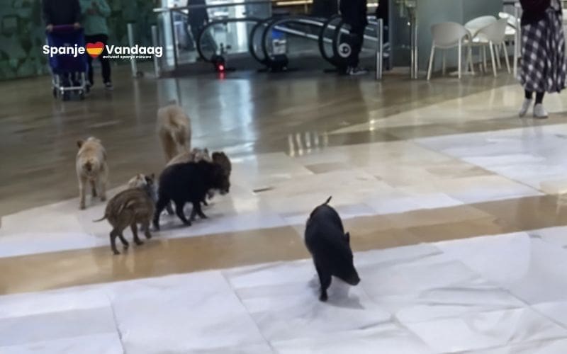 Groep wilde zwijnen verrast winkelend publiek in winkelcentrum in Fuengirola