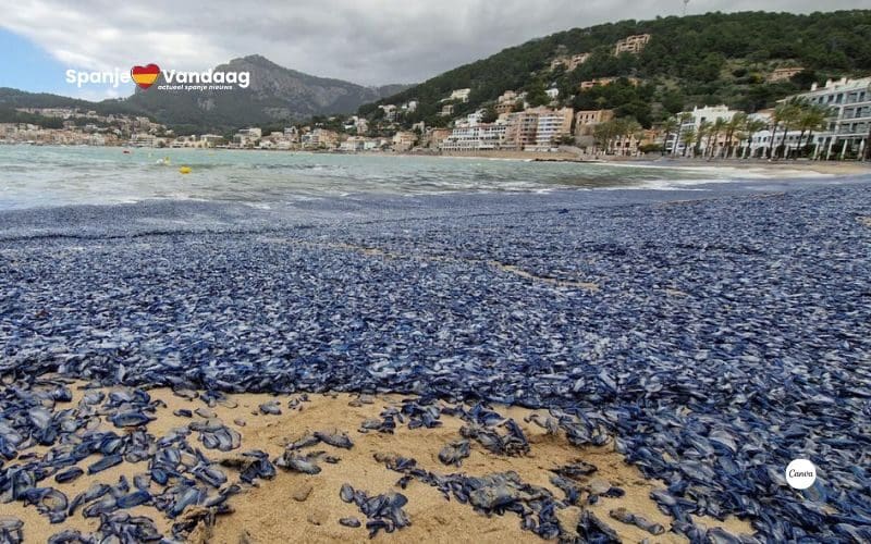 Miljoenen blauwe bezaantjes spoelen aan op het strand van Port de Sóller op Mallorca