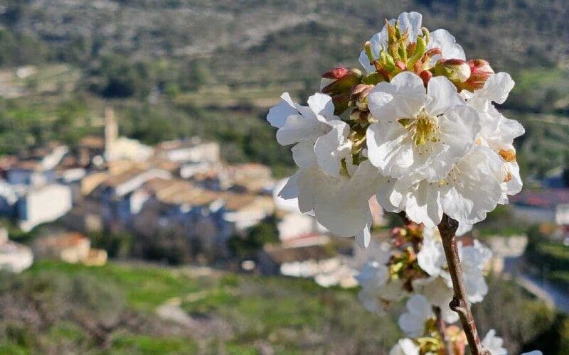 SpanjeVerhaal: Ons B&B-avontuur in de provincie Alicante (65)