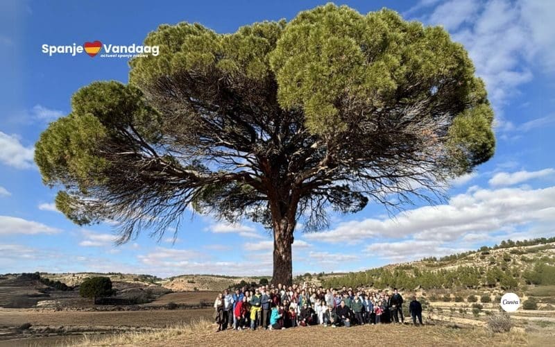 400 jaar oude boom uit Spanje maakt kans op Europese titel