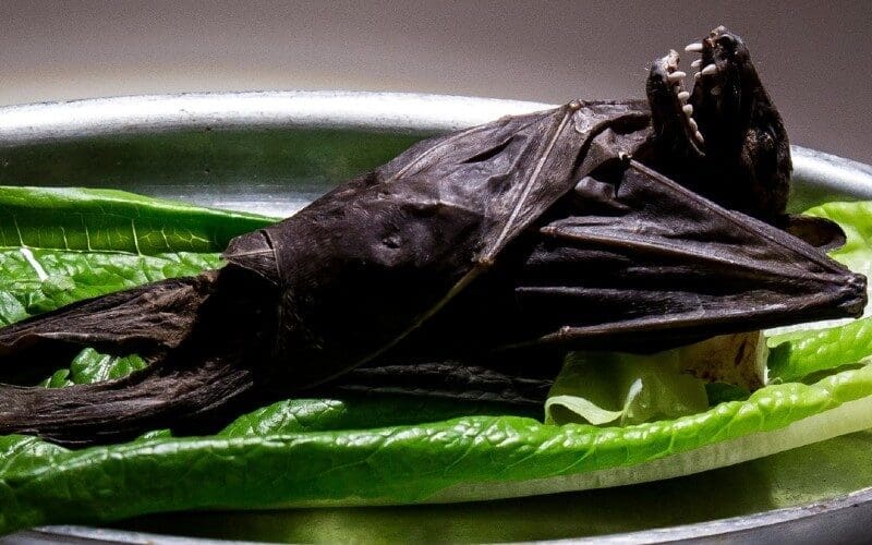 Een museum vol gek en vies eten komt naar Palma de Mallorca