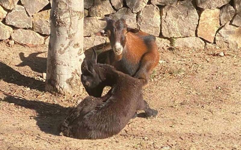 Duitse familie op Mallorca biedt 1000 euro beloning na diefstal geiten