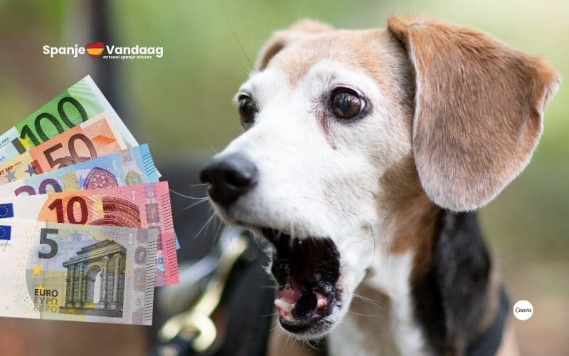 Geen 1400 euro hondenbelasting in Spanje ondanks geruchten op sociale media