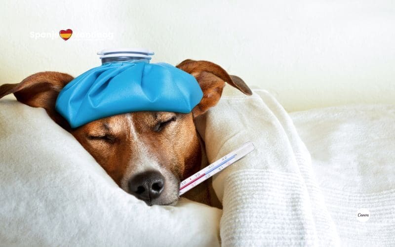 Zijn er in Spanje verlofregelingen voor het zorgen voor huisdieren?