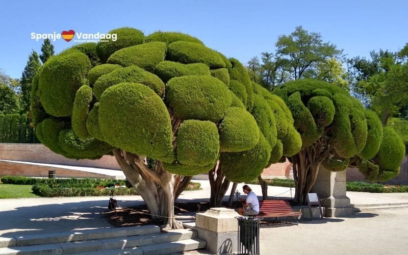 Madrid opnieuw uitgeroepen tot ‘Stad van de Bomen’ en plant 500.000 extra bomen