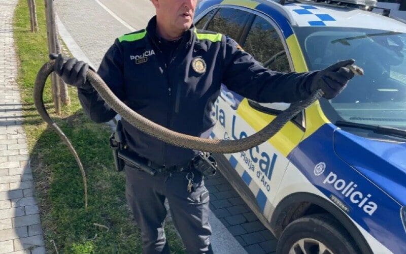 Bijna twee meter lange groene slang gevonden langs de weg in Platja d’Aro