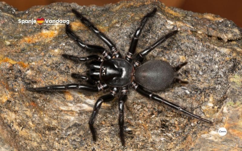 Grote Spaanse giftige spin gevonden in een doos met olijven in het Verenigd Koninkrijk