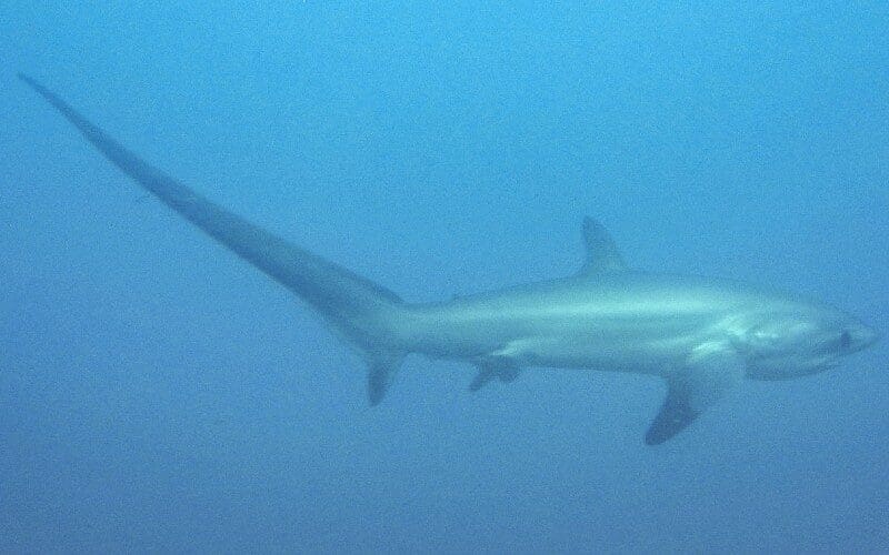 Zeldzame haai gespot bij Zuid-Tenerife