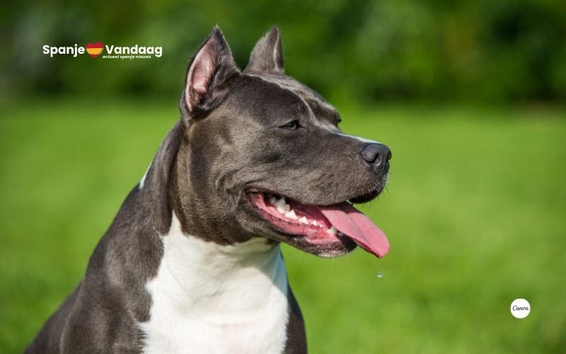 Baby van zeven maanden ernstig gewond na aanval door familiehonden in Sevilla