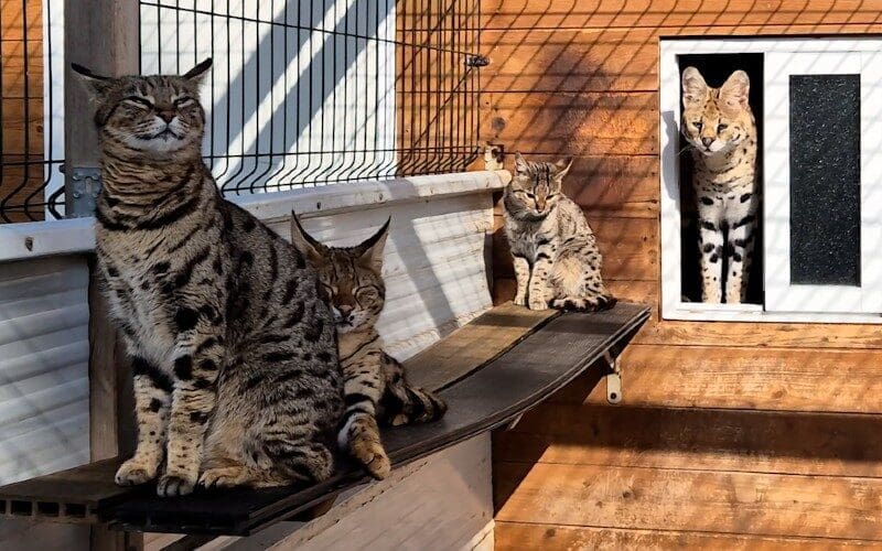 Internationaal netwerk voor verkoop van beschermde dieren opgerold op Mallorca