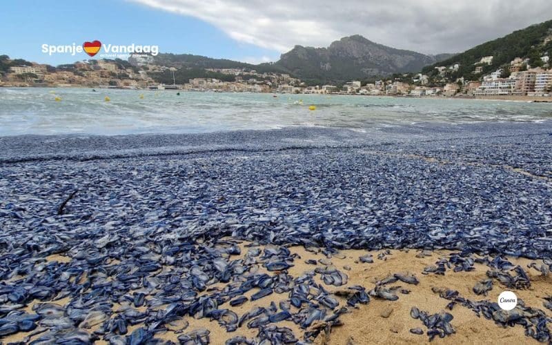 Opnieuw overlast door miljoenen bezaantjes op stranden van Ibiza