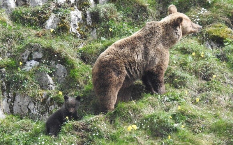Recordaantal van 96 getelde bruine beren in de Spaanse Pyreneeën in 2024