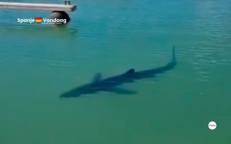 Haai verrast vissers in een haven in het zuiden van de Costa Dorada