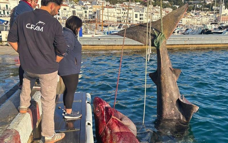 Zeven meter lange reuzenhaai per ongeluk gevangen aan de Costa Brava