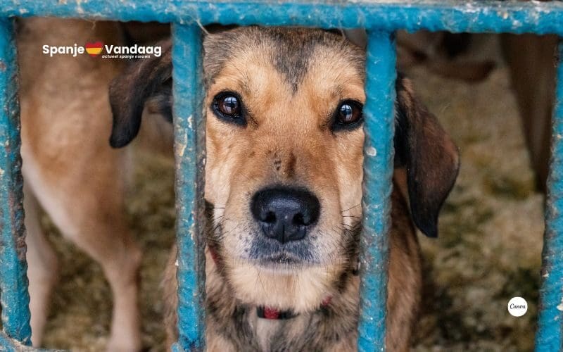Meer dan 85.000 honden en katten wachten in Spaanse asielen op een thuis
