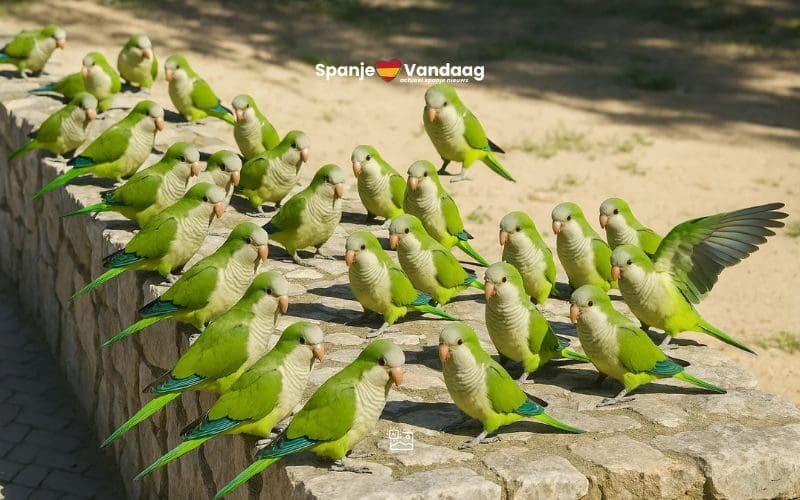 Waarom schiet de gemeente Alcalá de Henares nabij Madrid papegaaien dood in het park?